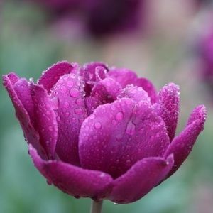 Meet your Posher, Annie